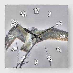 Juvenile Osprey Fish-Eagle Wildlife Photo Clock