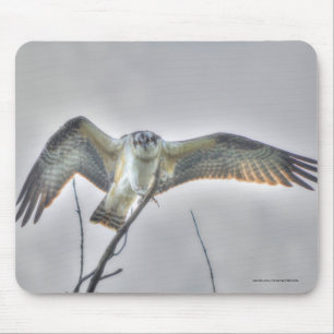 Juvenile Osprey Fish-Eagle Wildlife Photo Scene Mouse Pad