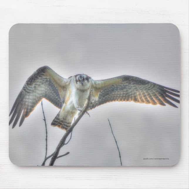 Juvenile Osprey Fish-Eagle Wildlife Photo Scene Mouse Pad (Front)