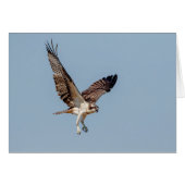 Juvenile Osprey in flight (Front Horizontal)