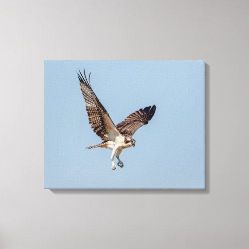 Juvenile Osprey in flight Canvas Print
