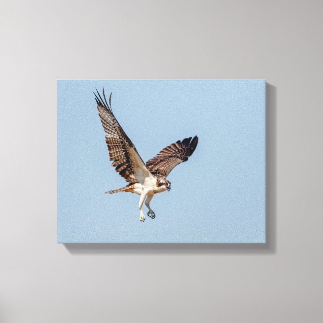 Juvenile Osprey in flight Canvas Print (Front)