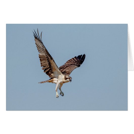Juvenile Osprey in flight Cards (Front Horizontal)