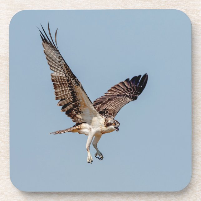 Juvenile Osprey in flight Drink Coaster (Front)