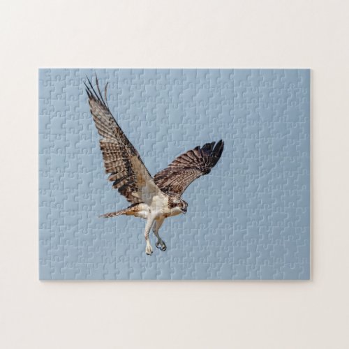 Juvenile Osprey in flight Jigsaw Puzzle