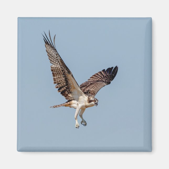 Juvenile Osprey in flight Magnet (Front)