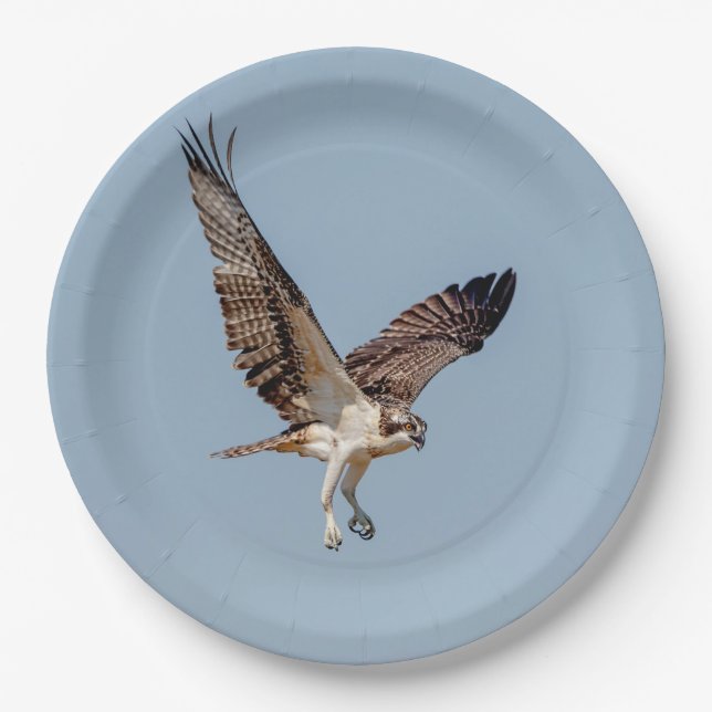 Juvenile Osprey in flight Paper Plates (Front)