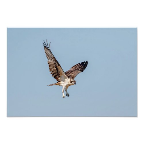 Juvenile Osprey in flight Photo Print