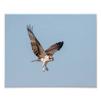 Juvenile Osprey In Flight Photo Print by debscreative at Zazzle