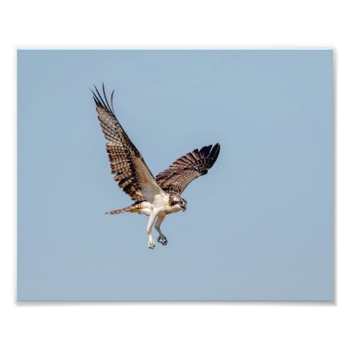 Juvenile Osprey in flight Photo Print