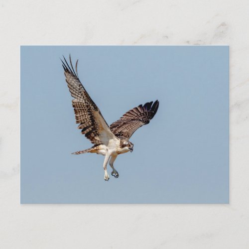 Juvenile Osprey in flight Postcard