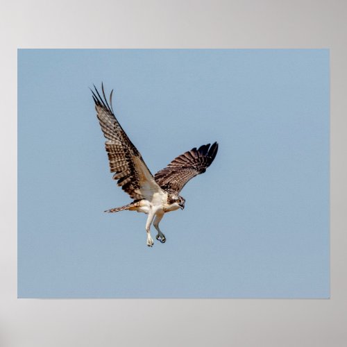 Juvenile Osprey in flight Poster