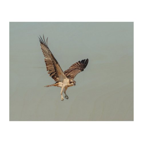 Juvenile Osprey in flight Wood Wall Art