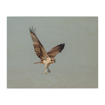 Juvenile Osprey In Flight Wood Wall Decor by debscreative at Zazzle