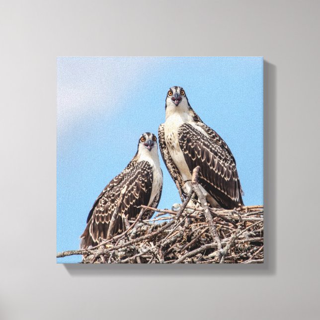 Juvenile Osprey in the nest Canvas Print (Front)