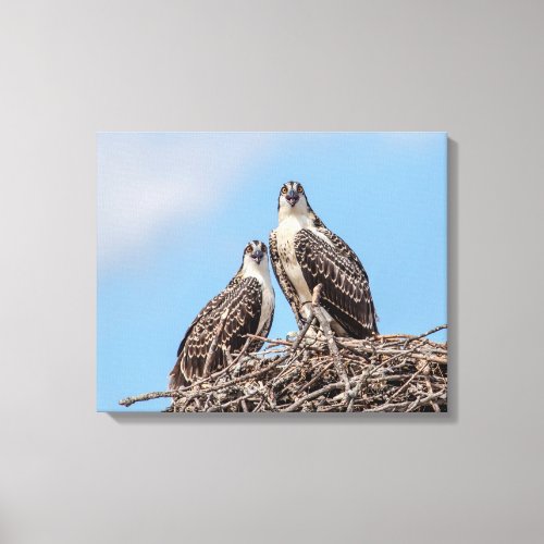 Juvenile Osprey in the nest Canvas Print