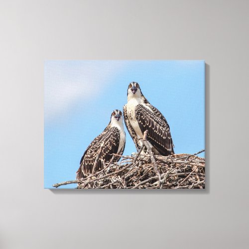 Juvenile Osprey in the nest Canvas Print
