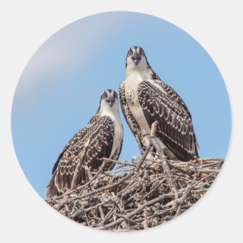 Juvenile Osprey in the nest Classic Round Sticker