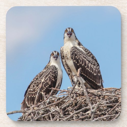 Juvenile Osprey in the nest Coaster