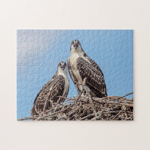 Juvenile Osprey in the nest Jigsaw Puzzle