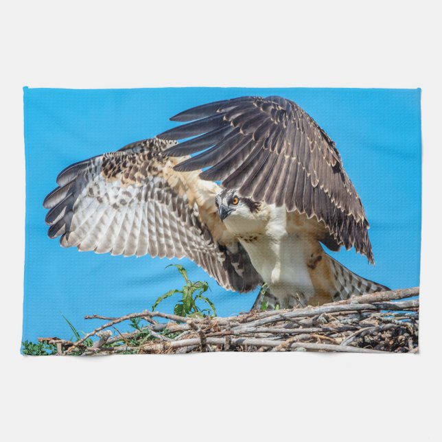 Juvenile Osprey in the nest Kitchen Towel (Horizontal)