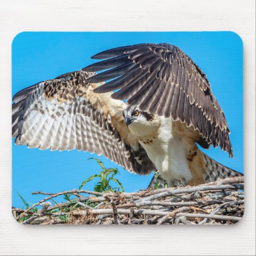 Juvenile Osprey in the nest Mouse Pad