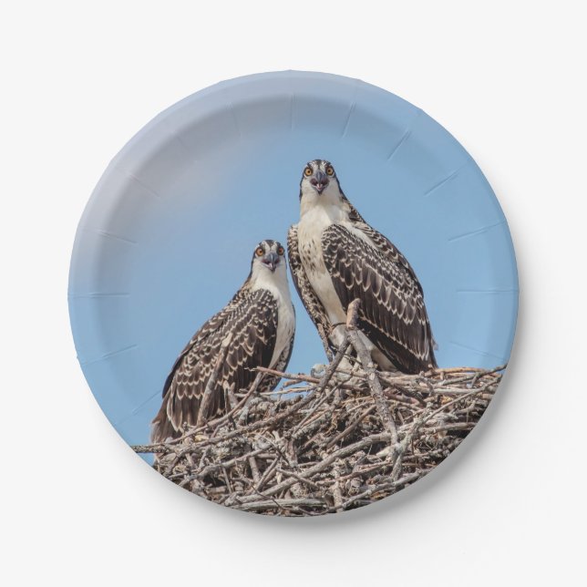 Juvenile Osprey in the nest Paper Plates (Front)