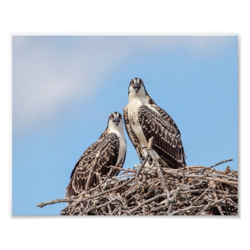 Juvenile Osprey in the nest Photo Print