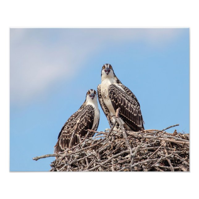 Juvenile Osprey in the nest Photo Print (Front)