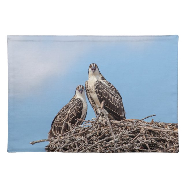 Juvenile Osprey in the nest Placemat (Front)