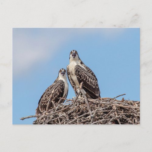 Juvenile Osprey in the nest Postcard
