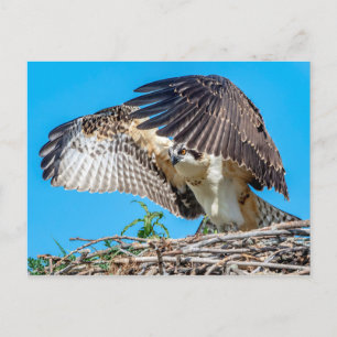 Juvenile Osprey in the nest Postcard
