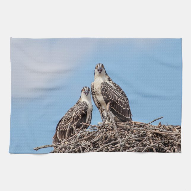 Juvenile Osprey in the nest Towel (Horizontal)