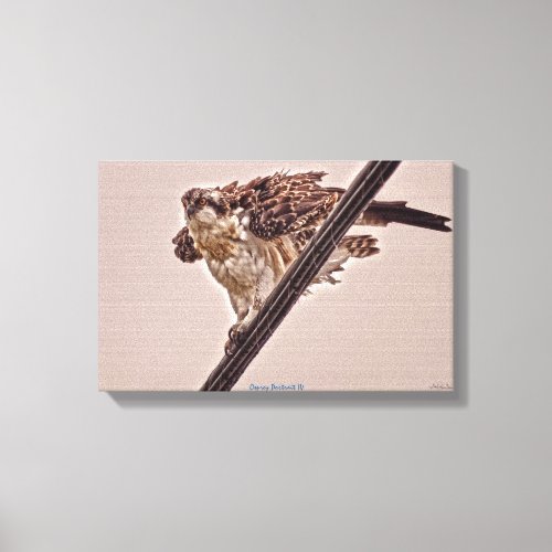 Juvenile Osprey  Power_line HDR Wildlife Photo Canvas Print