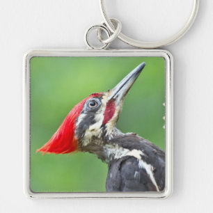 Juvenile Pileated Woodpecker Profile Gifts Apparel Keychain