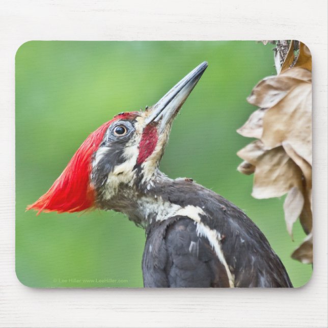 Juvenile Pileated Woodpecker Profile Gifts Apparel Mouse Pad (Front)