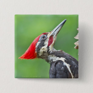 Juvenile Pileated Woodpecker Profile Gifts Apparel Pinback Button