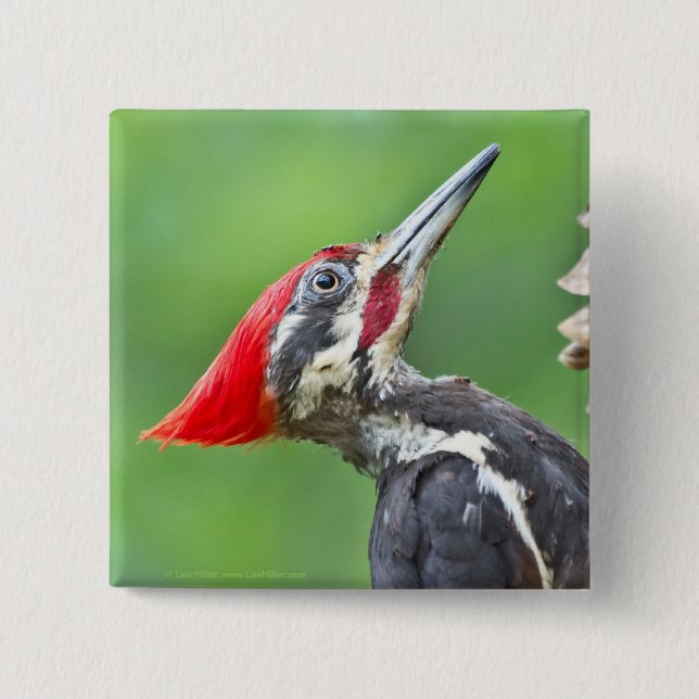 Juvenile Pileated Woodpecker Profile Gifts Apparel Pinback Button (Front)