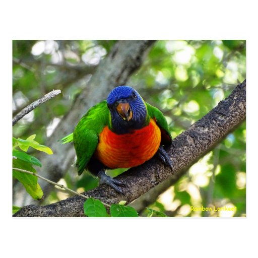 Juvenile Rainbow Lorikeet Postcards | Zazzle