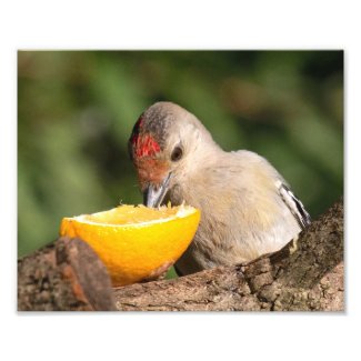 Juvenile Red Bellied Woodpecker Eating Orange Photo Print