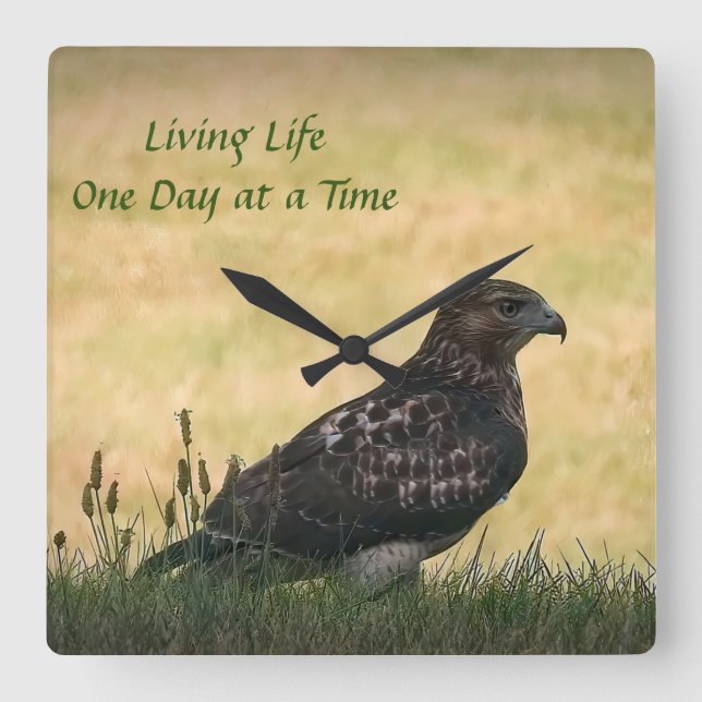 Juvenile Red Tail Hawk, Hunting in Grass Square Wall Clock (Front)
