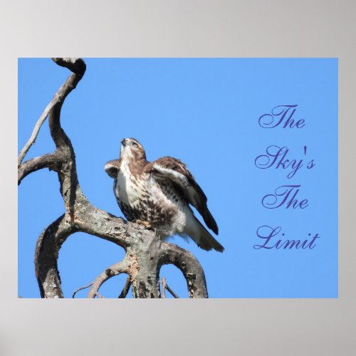 Juvenile Red Tail Hawk Motivational Poster