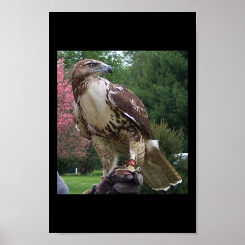 Juvenile Red Tail Hawk Poster