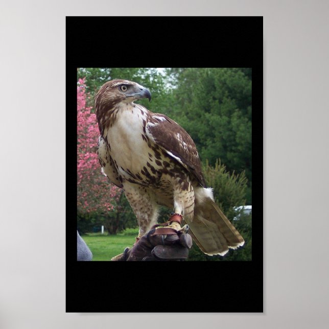 Juvenile Red Tail Hawk Poster (Front)