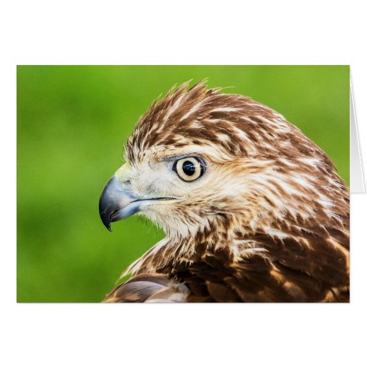 Juvenile Red Tailed Hawk (Front Horizontal)