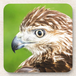 Juvenile Red Tailed Hawk Beverage Coaster