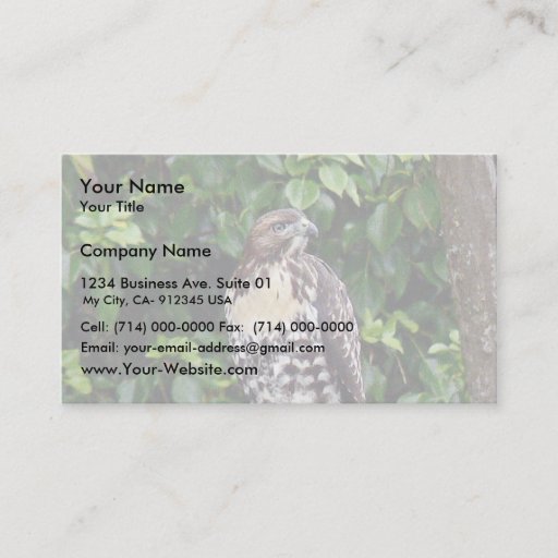 Customizable Juvenile red-tailed hawk business cards