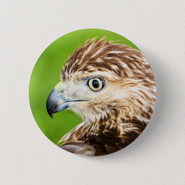 Juvenile Red Tailed Hawk Button (Front)