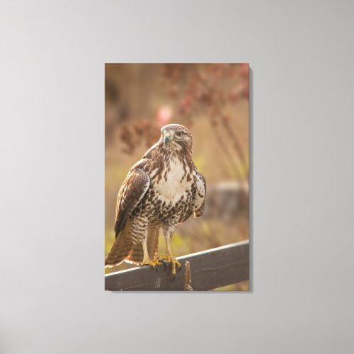 Juvenile Red_tailed hawk Canvas Print
