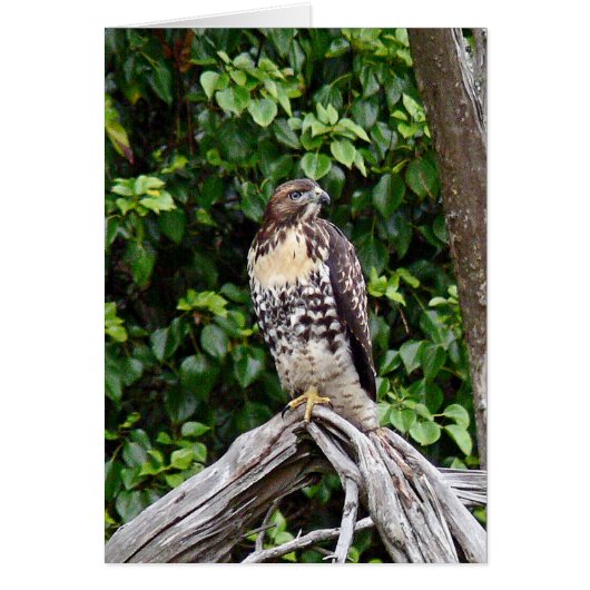 Juvenile red-tailed hawk cards (Front)